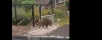 Video/ Mistreți, alungați de jandarmi de pe străzile din Sinaia