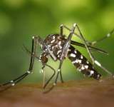 Țânțarii care transmit West Nile mișună în Capitală