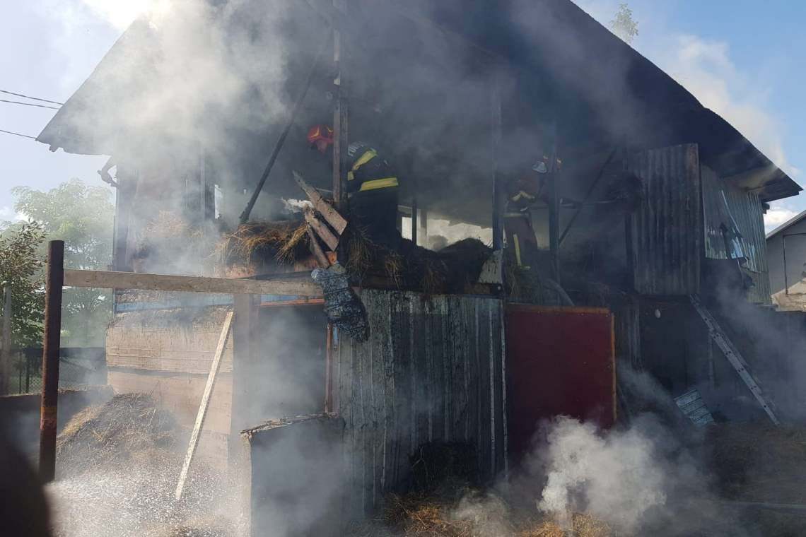 Doi cai și 10 porci, salvați dintr-un incendiu, la Lipănești