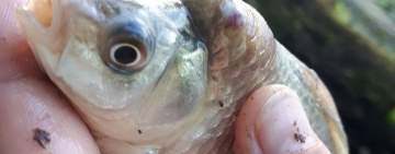 Pești cu tumori pe cap, prinși de un pescar, pe un râu important din România