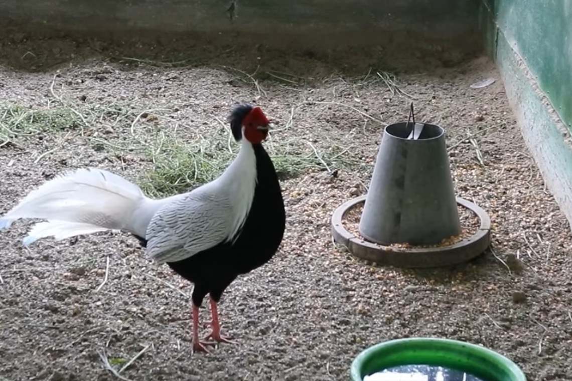 Video/ Fazanii exotici de la crescătoria Gherghița, exemplare de o frumusețe rară!