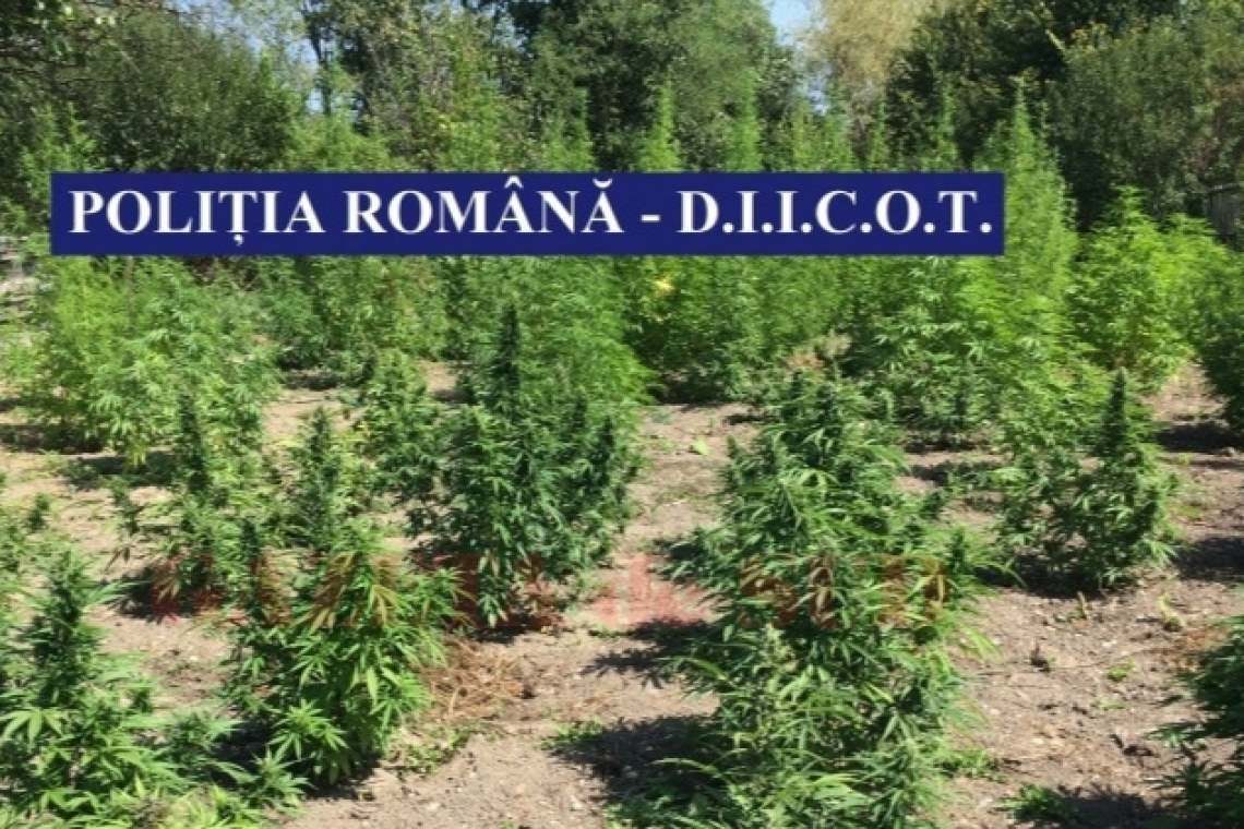 Percheziții în Prahova, la membrii unei rețele de cultivatori și traficanți de cannabis 