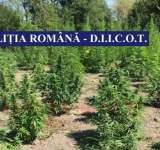 Percheziții în Prahova, la membrii unei rețele de cultivatori și traficanți de cannabis 