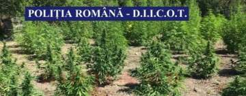 Percheziții în Prahova, la membrii unei rețele de cultivatori și traficanți de cannabis 