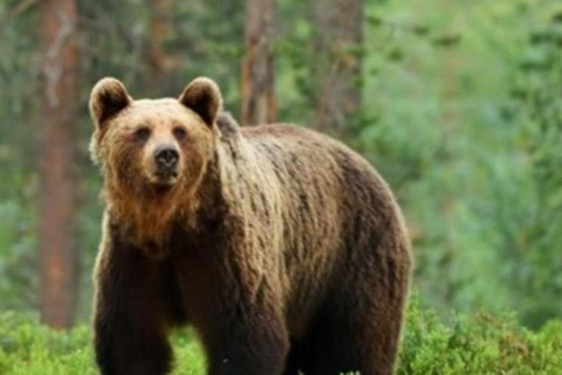 Un bărbat a fost rănit de un urs, în pădurea de la Telega. Omul a fost desfigurat!