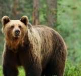 Un bărbat a fost rănit de un urs, în pădurea de la Telega. Omul a fost desfigurat!