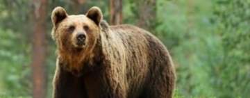 Un bărbat a fost rănit de un urs, în pădurea de la Telega. Omul a fost desfigurat!