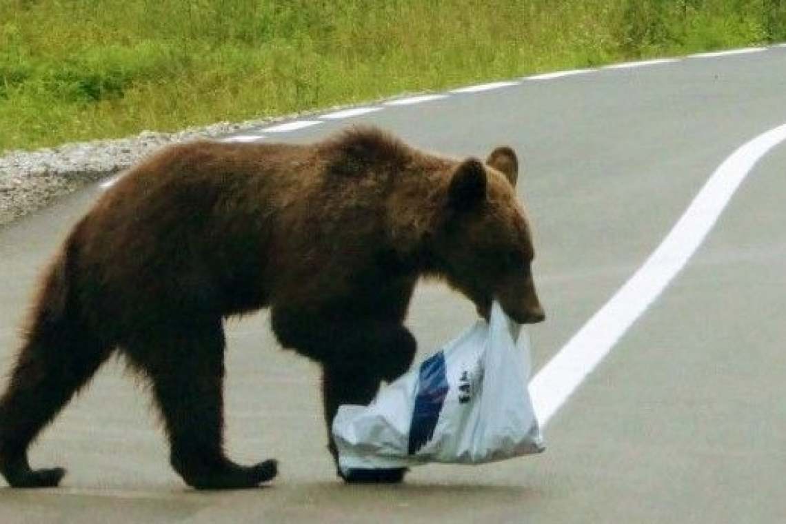 În Comarnic, urșii au început să circule chiar și prin centrul orașului!