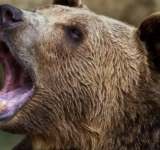 Un urs agresiv a fost împușcat de vânători, la Comarnic