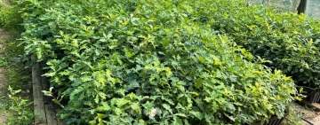 Pădure de stejar în miniatură, stră-stră-strănepoții Codrilor Vlăsiei - la un canton al Ocolului Silvic Ploiești