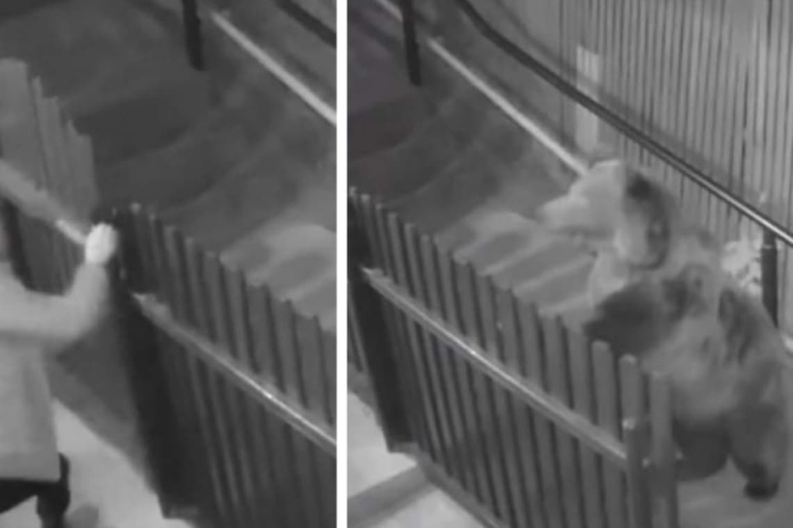 Video/ O femeie a scăpat ca prin minune de doi urși care au fugărit-o până la intrarea în curte, la Sinaia