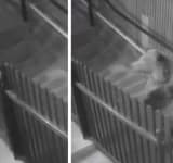 Video/ O femeie a scăpat ca prin minune de doi urși care au fugărit-o până la intrarea în curte, la Sinaia