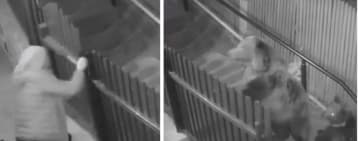 Video/ O femeie a scăpat ca prin minune de doi urși care au fugărit-o până la intrarea în curte, la Sinaia