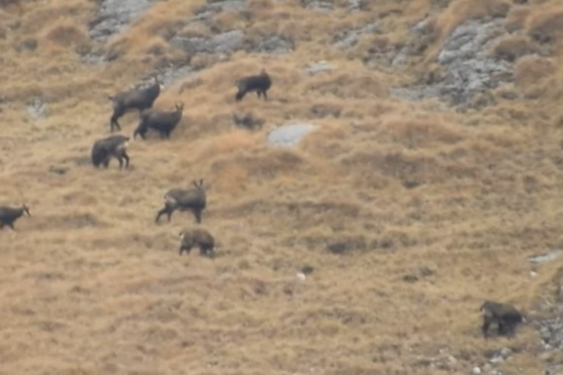 Video/Imagini de o frumusețe rară: dispută între doi masculi de capră neagră, pe culmile abrupte din Bucegi