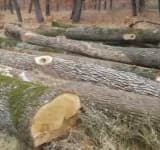 Patronul unei firme de exploatare forestieră din Prahova, cercetat pentru tăierea ilegală a sute de arbori