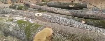 Patronul unei firme de exploatare forestieră din Prahova, cercetat pentru tăierea ilegală a sute de arbori