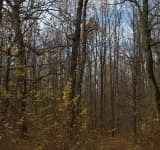 Un bărbat a fost bătut de doi tineri din Dumbrăvești, în pădurea de la Plopeni. Aceștia ar fi fost surprinși în timp ce tăiau ilegal arbori
