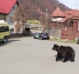 Video/ Un urs relocat din județul Buzău a speriat locuitorii din Cerașu. Animalul s-a plimbat pe străzi, dezorientat