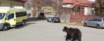 Video/ Un urs relocat din județul Buzău a speriat locuitorii din Cerașu. Animalul s-a plimbat pe străzi, dezorientat