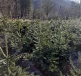 Cât costă un brad de Crăciun și de la ce ocoale silvice poate fi cumpărat, în Prahova