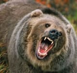 Actualizare/Doi cetățeni din Ucraina, atacați de urs, lângă Castelul Peleș! Ambii s-au rănit la mâini și picioare, când au fugit de animal