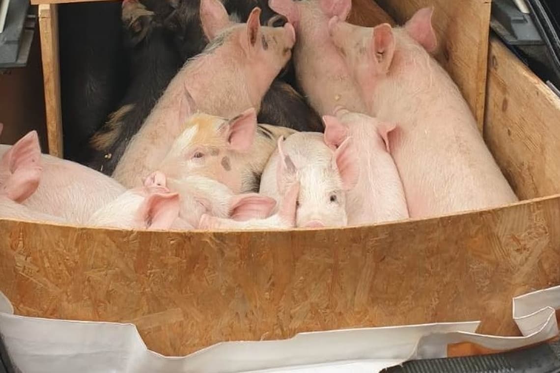 Umbli cu porcu-n mașină? Vezi ce documente trebuie să ai la tine, ca să nu rămâi fără el!