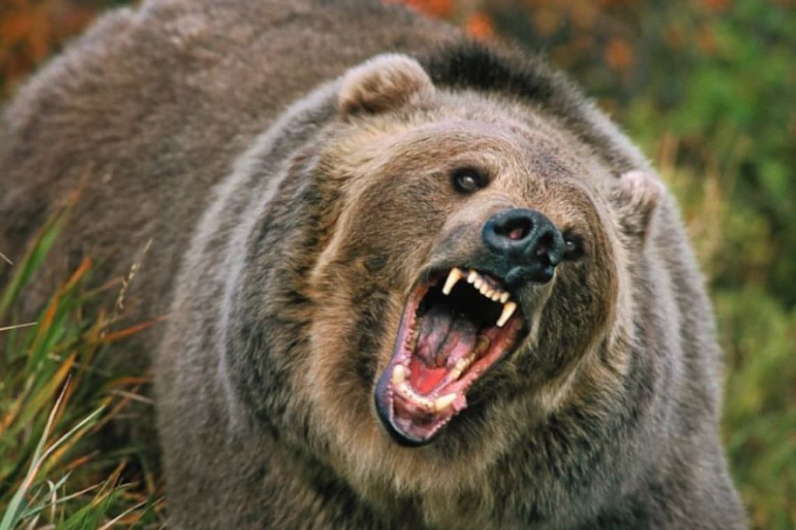 Tanczos Barna anunță că urșii agresivi ar putea fi împușcați și în afara localităților. Sunteți de acord?