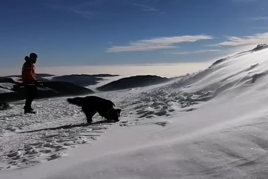 Video/ Carp și Sergiu, unitatea canină a Salvamont Prahova, la un nou antrenament pentru căutarea persoanelor surprinse de avalanșă
