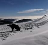 Video/ Carp și Sergiu, unitatea canină a Salvamont Prahova, la un nou antrenament pentru căutarea persoanelor surprinse de avalanșă