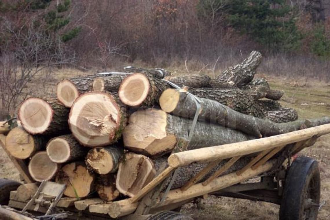 Prins la furat de lemne din pădure, a fugit de polițiști și a descărcat căruța cu arbori în Teleajen!