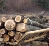 Prins la furat de lemne din pădure, a fugit de polițiști și a descărcat căruța cu arbori în Teleajen!