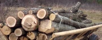 Prins la furat de lemne din pădure, a fugit de polițiști și a descărcat căruța cu arbori în Teleajen!