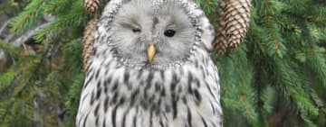 Huhurezul cu un singur ochi, vedeta Parcului Natural Bucegi!