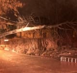 Oameni în beznă, la Valea Doftanei, din cauza unui arbore căzut pe firele electrice