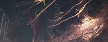 Un tren de călători a fost blocat două ore și jumătate, lângă Comarnic, din cauza unui arbore căzut pe firele de contact