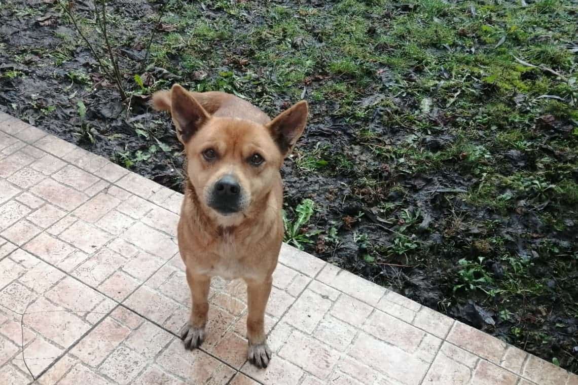 Dingo, o poveste cu final fericit/ Câini dispăruți din cauza zgomotelor dinaintea Revelionului