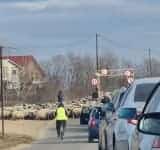 Imaginea zilei din traficul prahovean: zeci de mașini au cedat trecerea unei turme de oi, pe podul de la Pantazi!