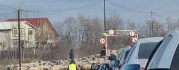 Imaginea zilei din traficul prahovean: zeci de mașini au cedat trecerea unei turme de oi, pe podul de la Pantazi!