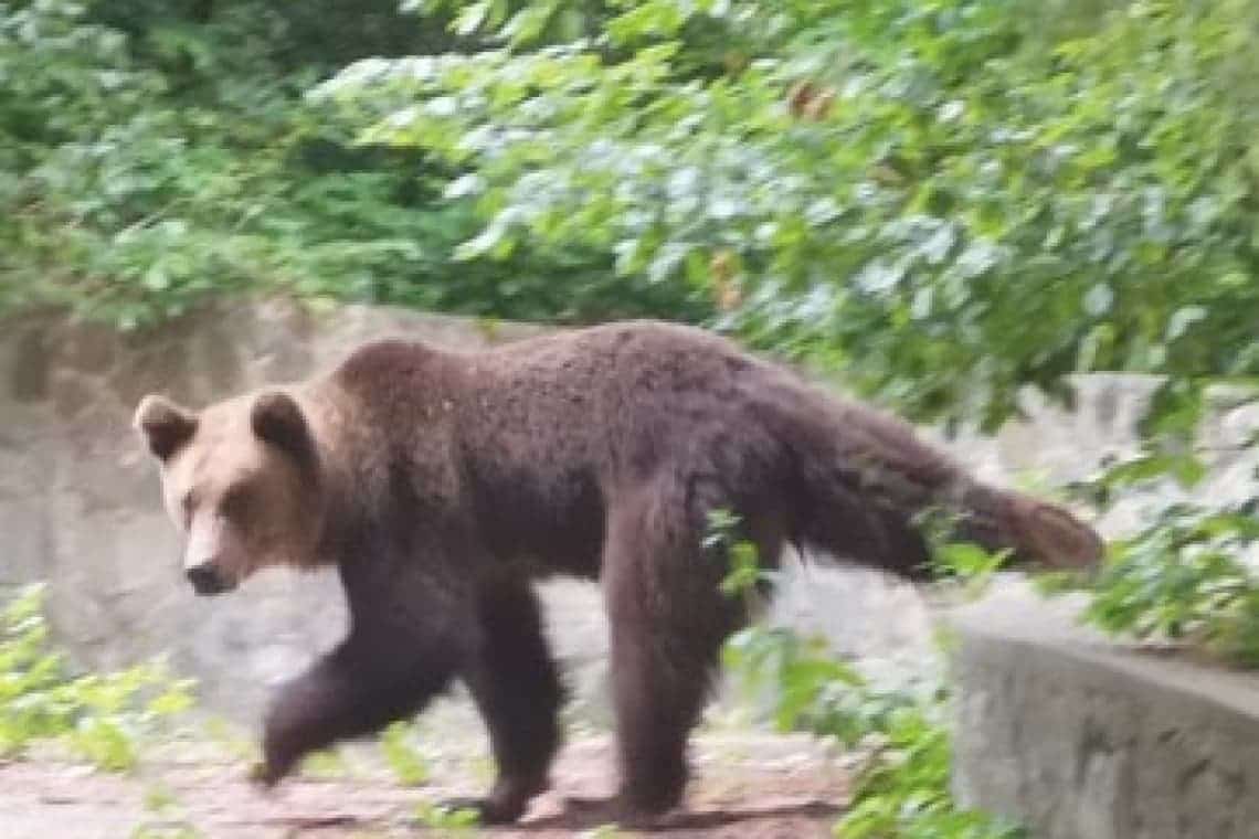 S-a emis mesaj RO-Alert, pentru prezența unor urși lângă Castelul Peleș