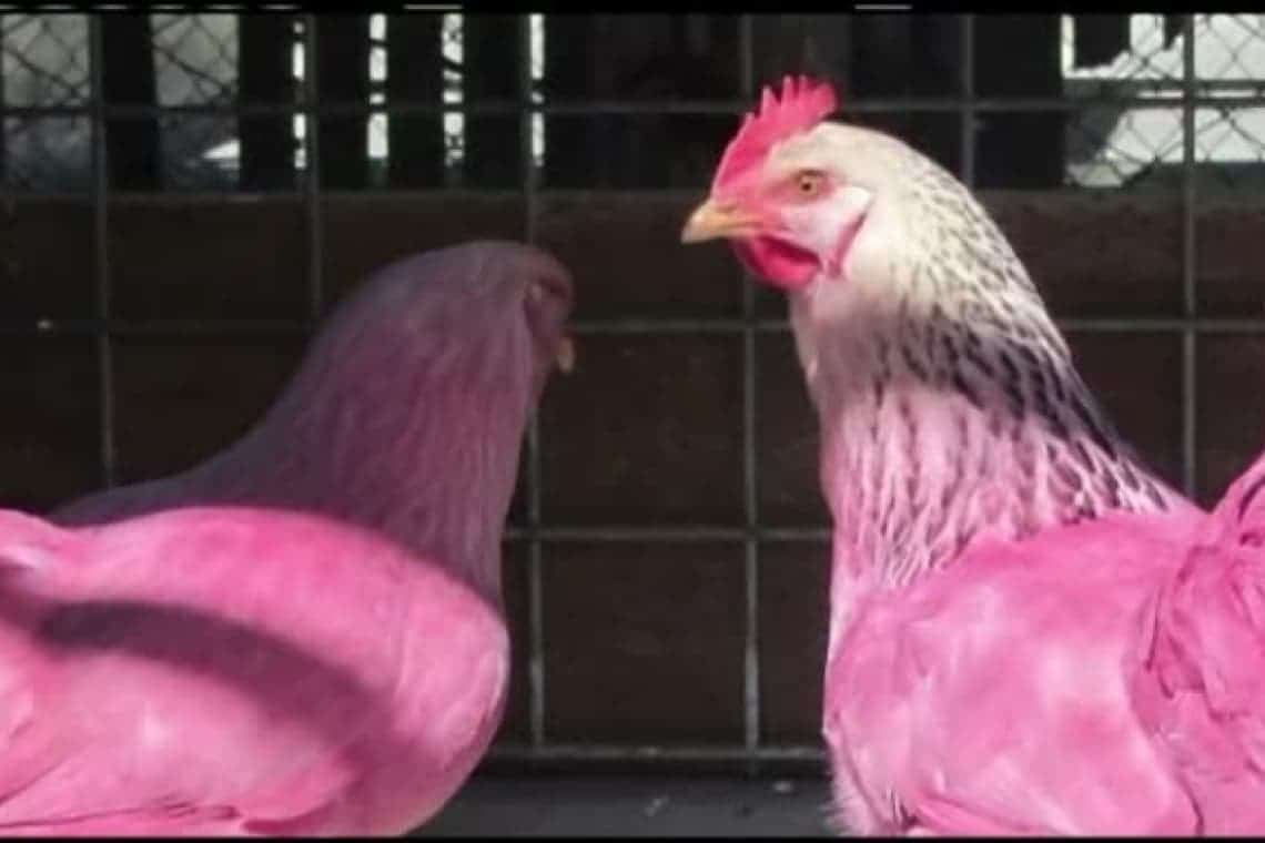 Doi prahoveni, prinși cu găina vopsită pe bancheta din spate a mașinii. Ce tertip complicat au folosit pentru a face rost de păsări...