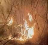 Video/ Un nou incendiu de vegetație a izbucnit în Urlați