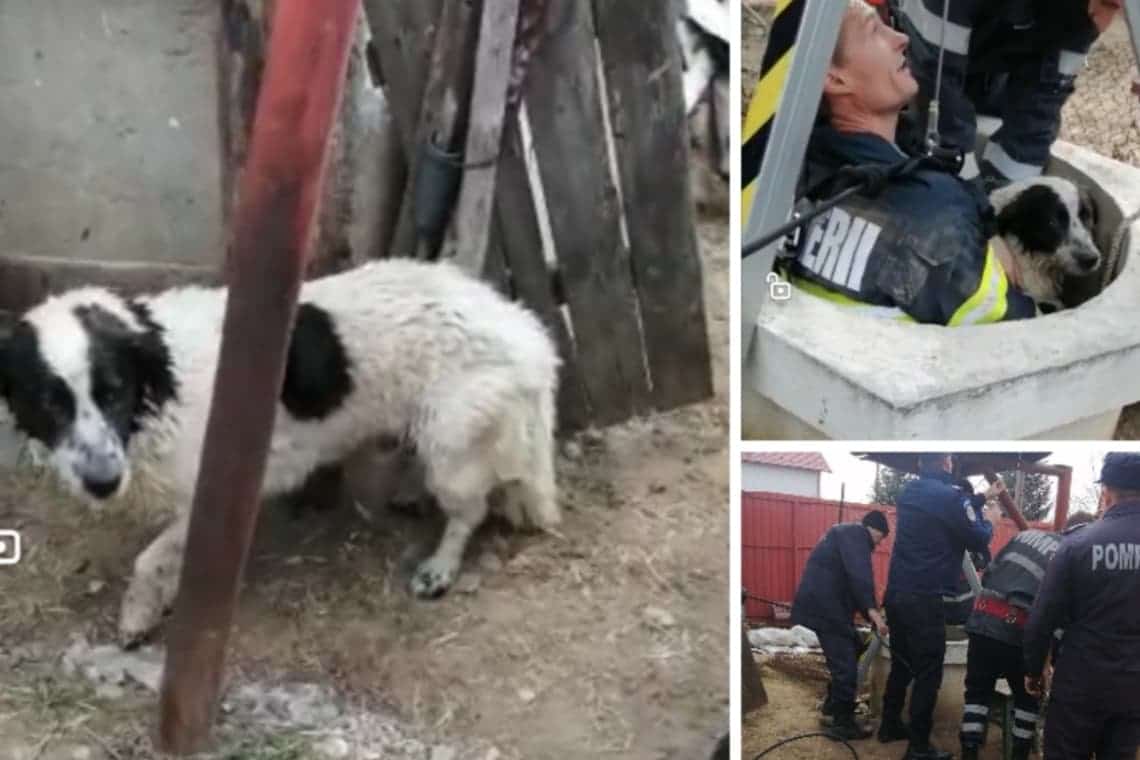 Video/ Un cățel căzut într-o fântână, în comuna Mănești, a fost salvat de pompierii prahoveni
