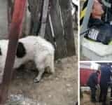 Video/ Un cățel căzut într-o fântână, în comuna Mănești, a fost salvat de pompierii prahoveni