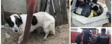 Video/ Un cățel căzut într-o fântână, în comuna Mănești, a fost salvat de pompierii prahoveni