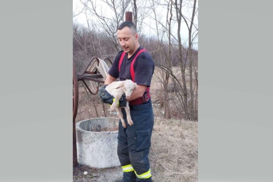 Un ied a fost salvat de pompierii prahoveni după ce căzuse într-o fântână, în Dumbrăvești