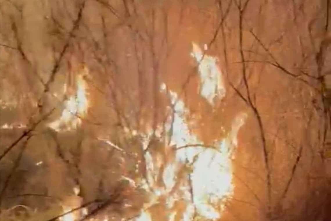 Pădurea din zona comunei Cosminele, în pericol din cauza unui incendiu de vegetație uscată