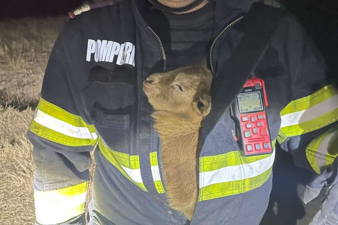 Un ied, salvat de pompierii prahoveni de pe un câmp cuprins de flăcări