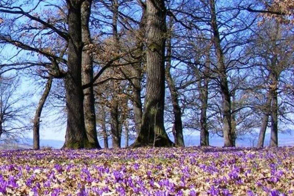 Anul trecut, Direcția Silvică Prahova a câștigat, în urma unor procese, peste 960 de hectare de teren forestier!