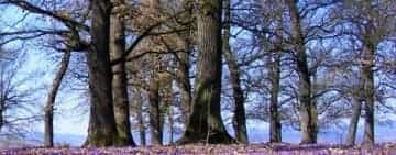 Anul trecut, Direcția Silvică Prahova a câștigat, în urma unor procese, peste 960 de hectare de teren forestier!
