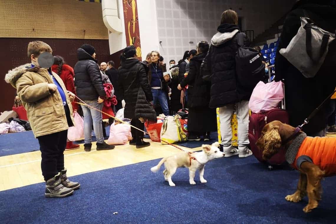 Alte sute de oameni din Ucraina, chiar și animalele lor de companie, și-au găsit refugiu în Prahova, plecând din calea războiului